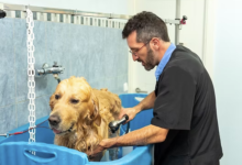 5 Things to Look for When Searching 'Pet Grooming Near Me'