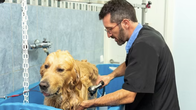 5 Things to Look for When Searching 'Pet Grooming Near Me'