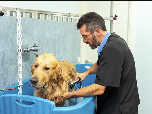 5 Things to Look for When Searching 'Pet Grooming Near Me'